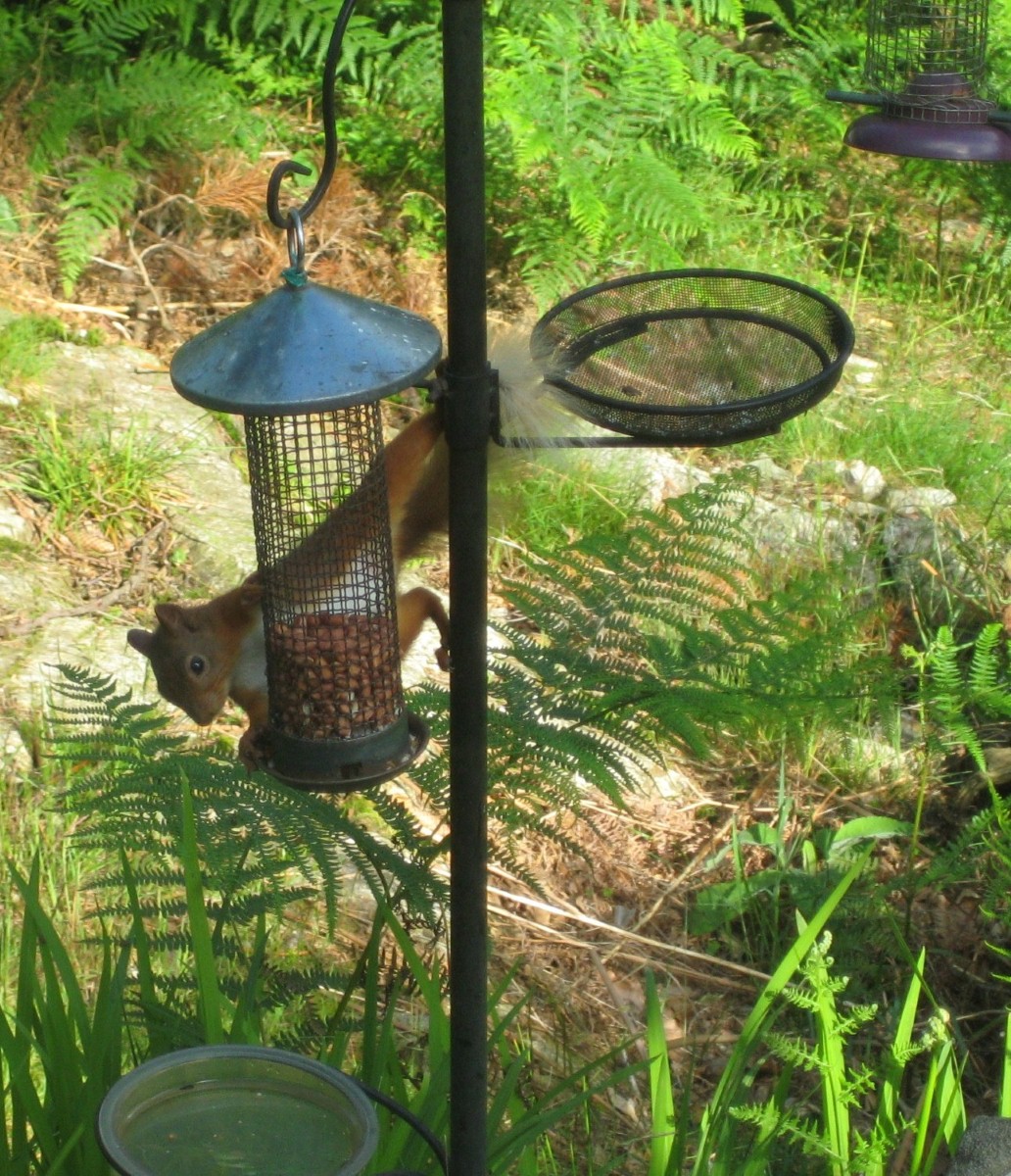 The red squirrel is under threat from hordes of the big grey invader but Skelwith Fold caravan park are on the front line of defense