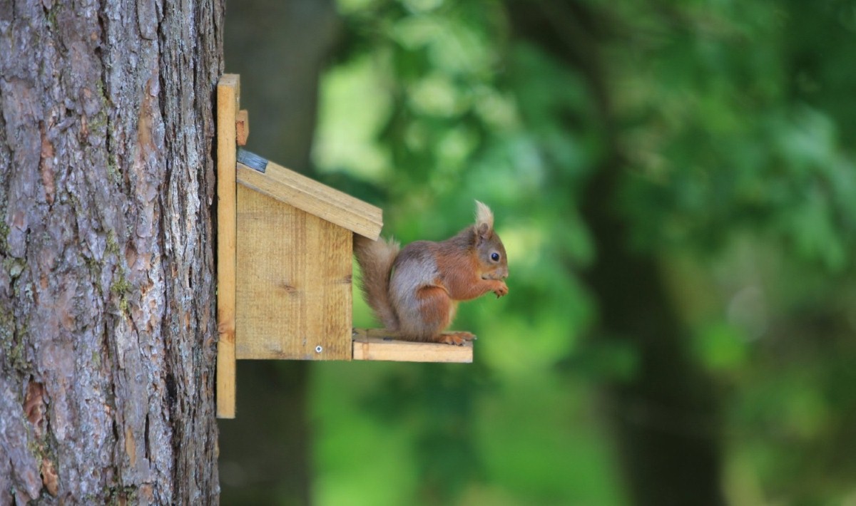 Tucking in: a hungry member of Skelwith Fold's red squirrel colony feeds on the park's special aniseed food mix