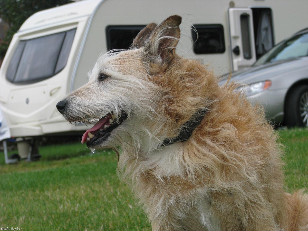 Should dogs be allowed on caravan sites? Have your say in our definitive poll