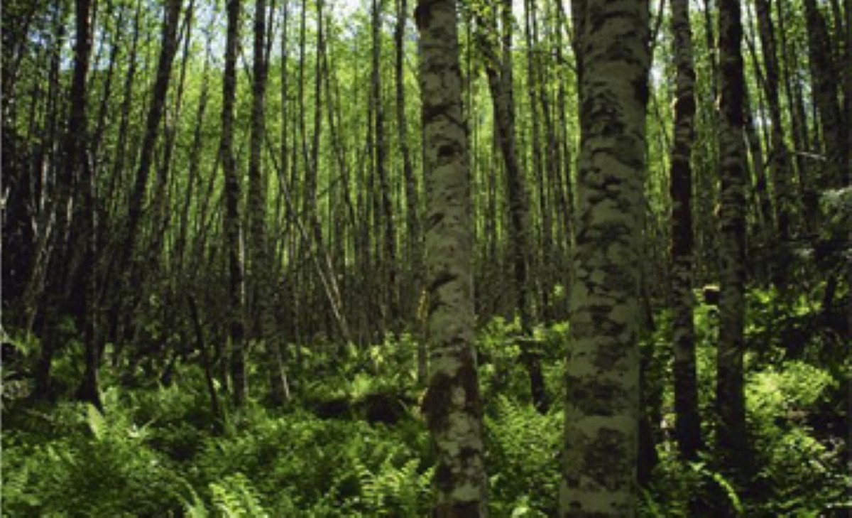 The Woodland Bond is offering caravanners their very own piece of the countryside