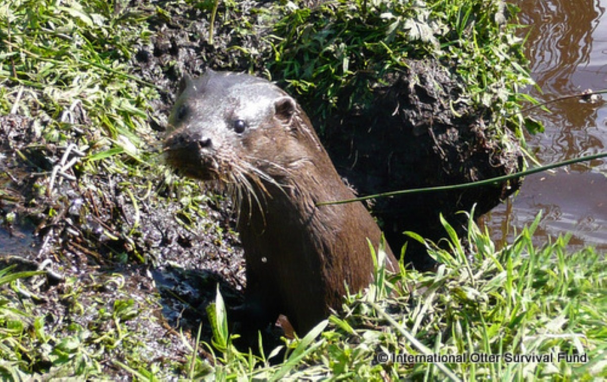 Who knows what you might encounter on your next caravan holiday?