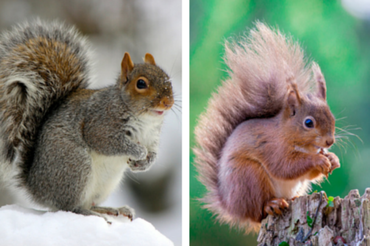 Red squirrels make a surprise comeback at Cumbrian caravan park