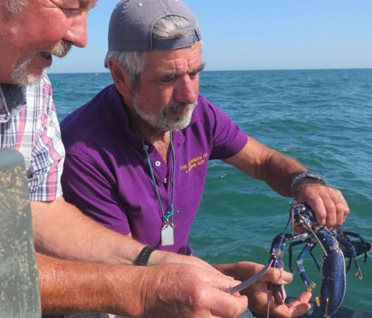 Larry the lucky blue lobster was given a repireve upon being stumbled upon by Ladram Bay's owner, Robin Carter