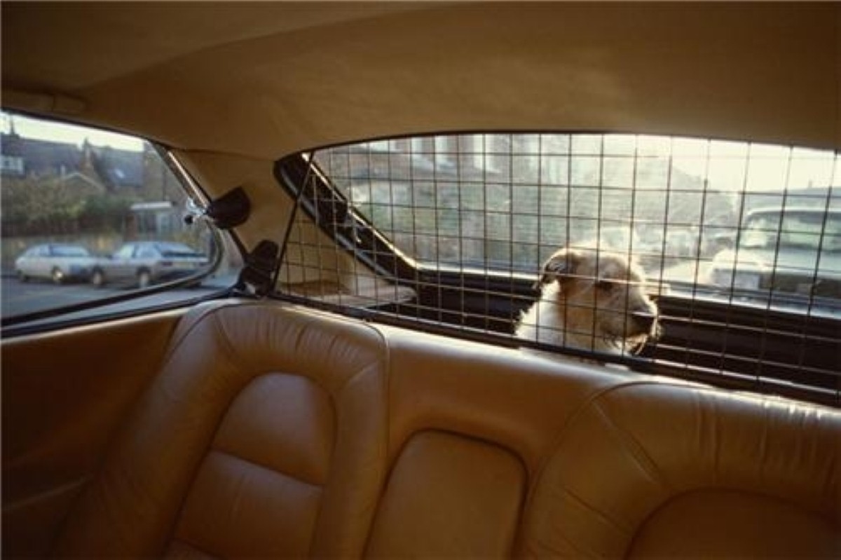 Even if the car is parked out of direct sunlight, it can still get too hot for a pet