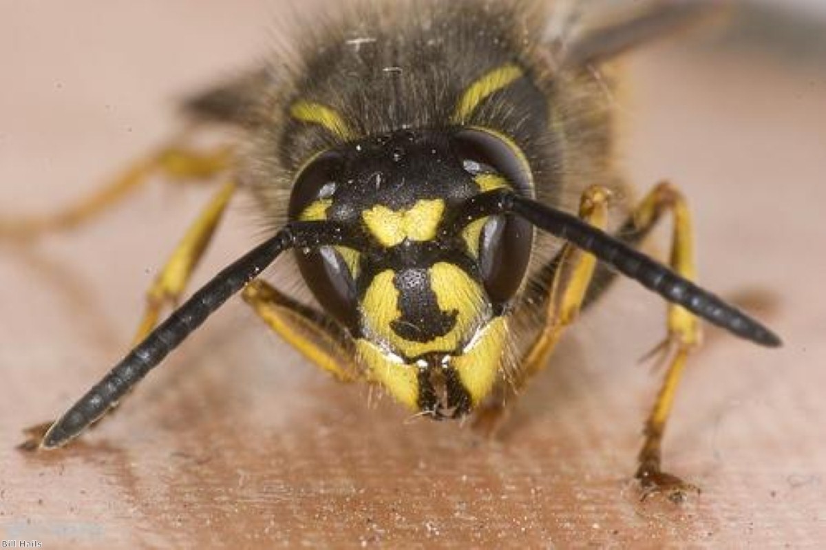 Over half a million Brits have already been stung by a wasp this year