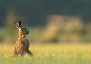 A brown hare in a field