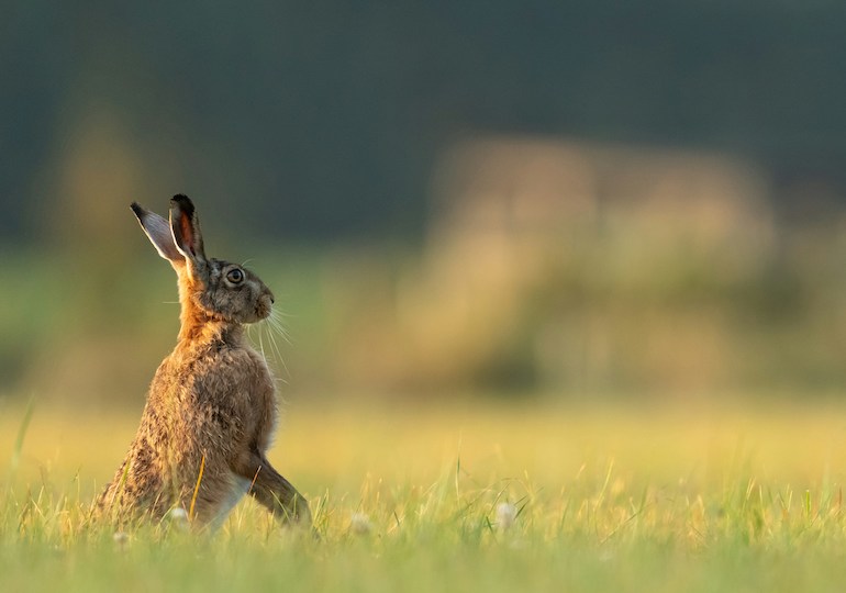 A brown hare in a field
