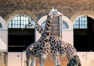 The giraffes at London Zoo