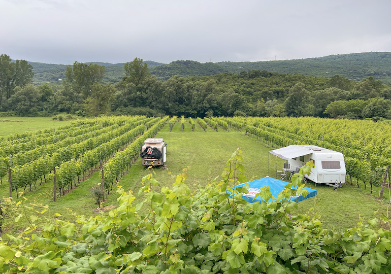 Caravans pitched up in a vineyard