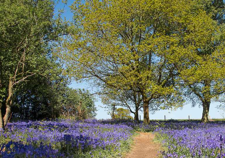 Trees and a field of wildflowers